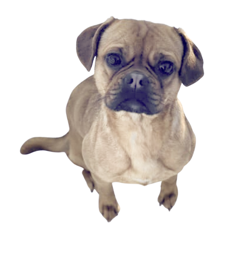 Retromops: Charakter & Haltung - Hunderasse Bilder - dogbible