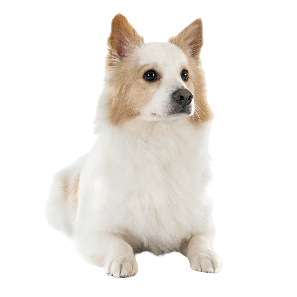 Icelandic Sheepdog Character & Ownership Dog Breed Pictures dogbible