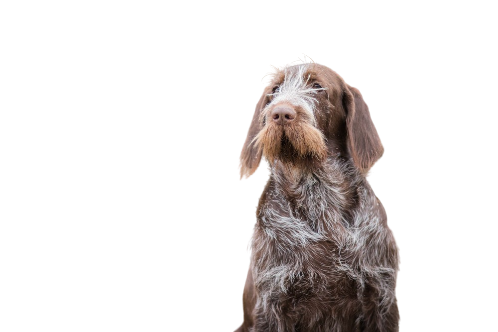 Italian Spinone Character & Ownership Dog Breed Pictures dogbible