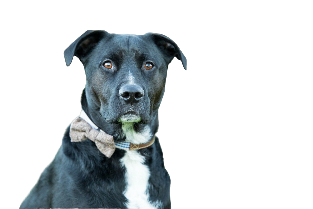 Boxador Carácter Y Actitud Fotos De Razas De Perros Dogbible