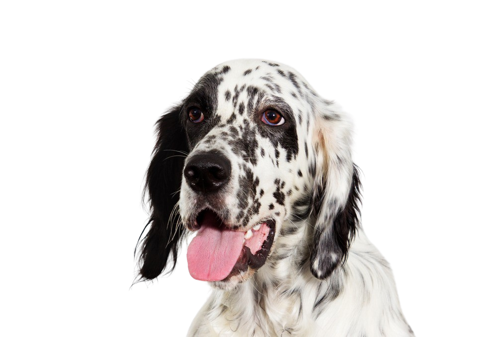 Setter anglais Caractère & attitude Races de chiens images dogbible