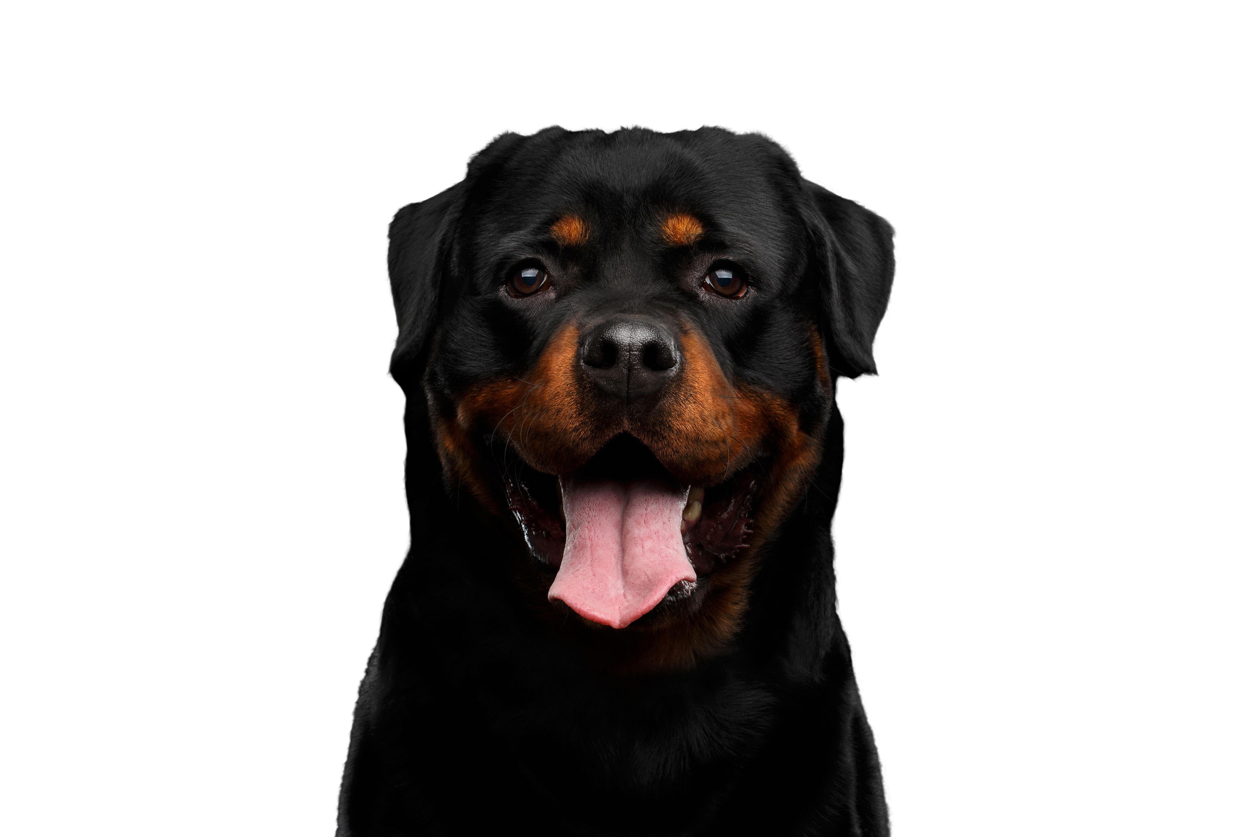 Rottweiler: Caractère & attitude - Races de chiens images - dogbible